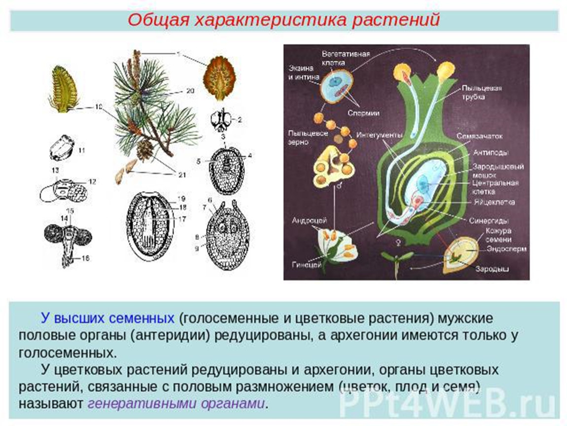 Вегетативная клетка. Архегоний покрытосеменных. Архегоний у цветковых. Архегоний голосеменных. Органы голосеменных растений.