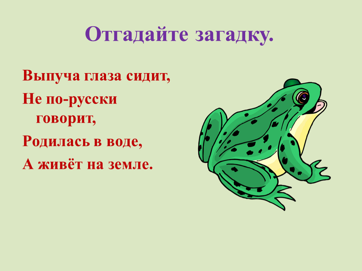 Глаза сидит. Выпуча глаза сидит. Загадка выпуча глаза сидит. Выпуча глаза сидит непонятно говорит. Выпуча глаза сидит по-французски говорит.