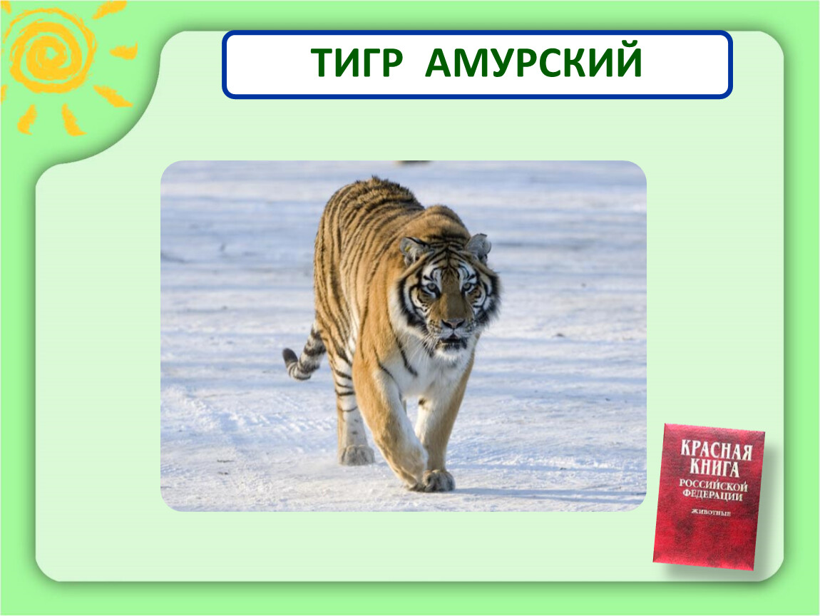 Проект красная книга амурский тигр красная книга