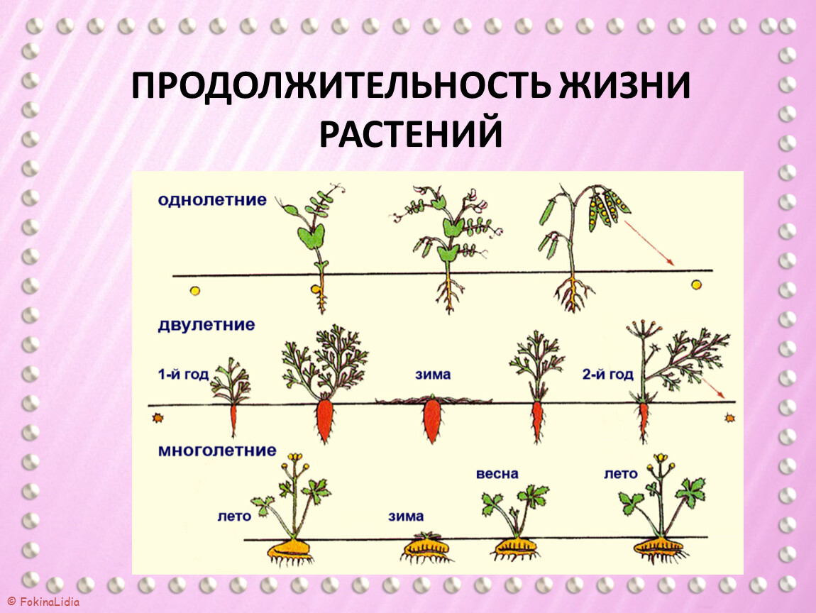 Продолжительность жизни растений. Видео Продолжительность жизни растений. Систематика покрытосеменных. Продолжительность жизни растений и животных 1 класс окружающий мир.