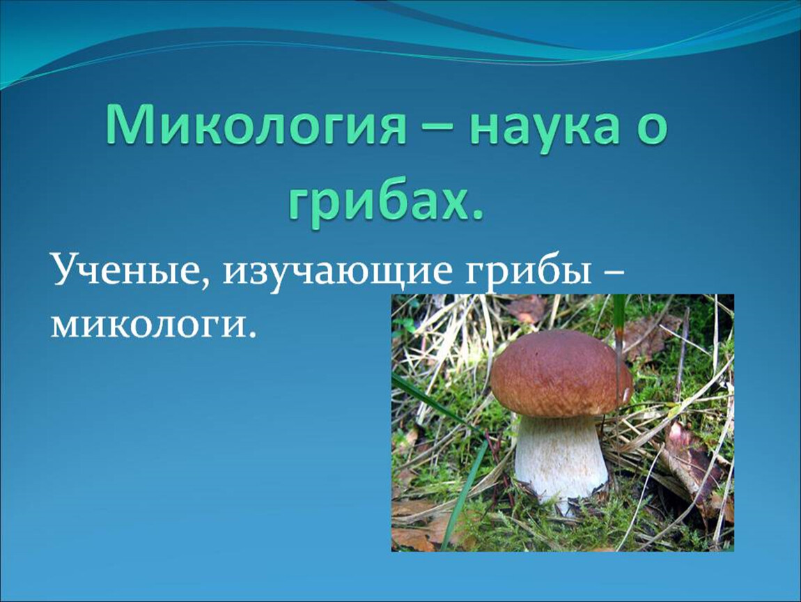 Наука которая изучает грибы. Микология наука о грибах. Микология грибы. Микология изучает грибы. Боровик.
