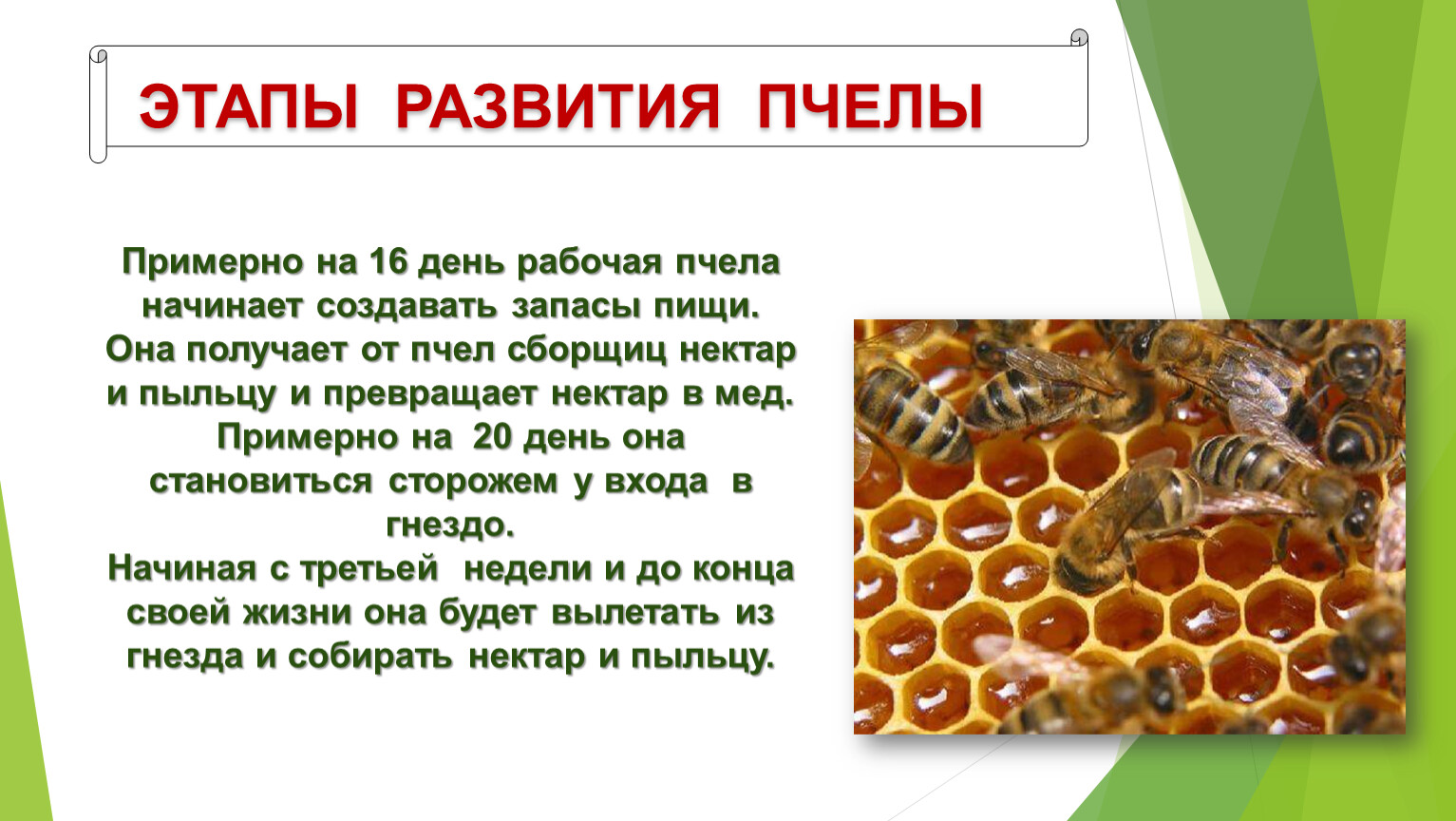 20 мая день пчел. Всемирный день пчел. Пчелы картинки для презентации. Презентации по пчеловодству. Мед и Пчеловодство презентация на выставке.