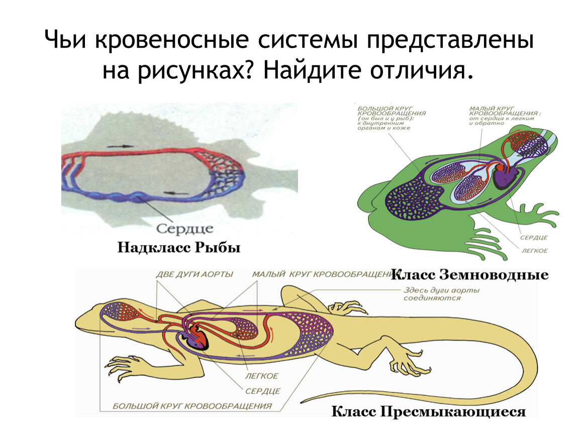 Кровеносная система кровь 7 класс презентация латюшин