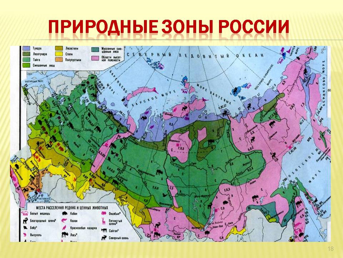 Окружающий мир название изображения на карте. Карта природных зон Росси 8кл.