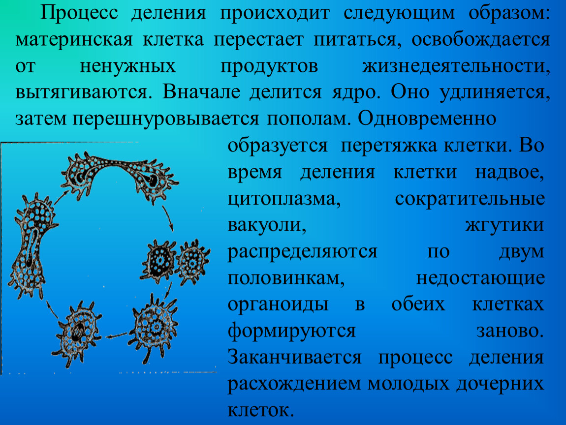 Процесс деления. Размножение простейших животных. Материнские клетки спор. Материнская клетка.