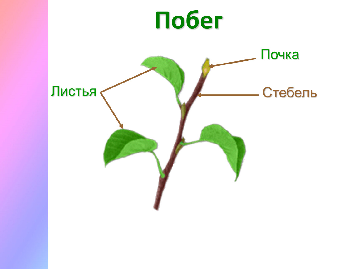 Стебель листа состоит из. Части побега стебель листья и почки. Побег стебель почки. Строение побега цветкового растения. Строение цветочного побега.