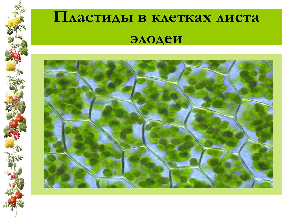 Хлоропласты в клетках листьев крупные. Пластиды хлоропласты в листьях элодеи. Хлоропласты в клетках листа элодеи. Хлоропласты элодеи. Хлоропласты в клетках листах элрдеи.