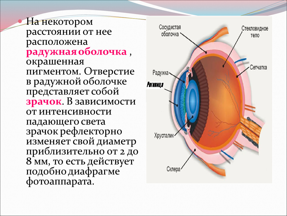 В радужке расположены