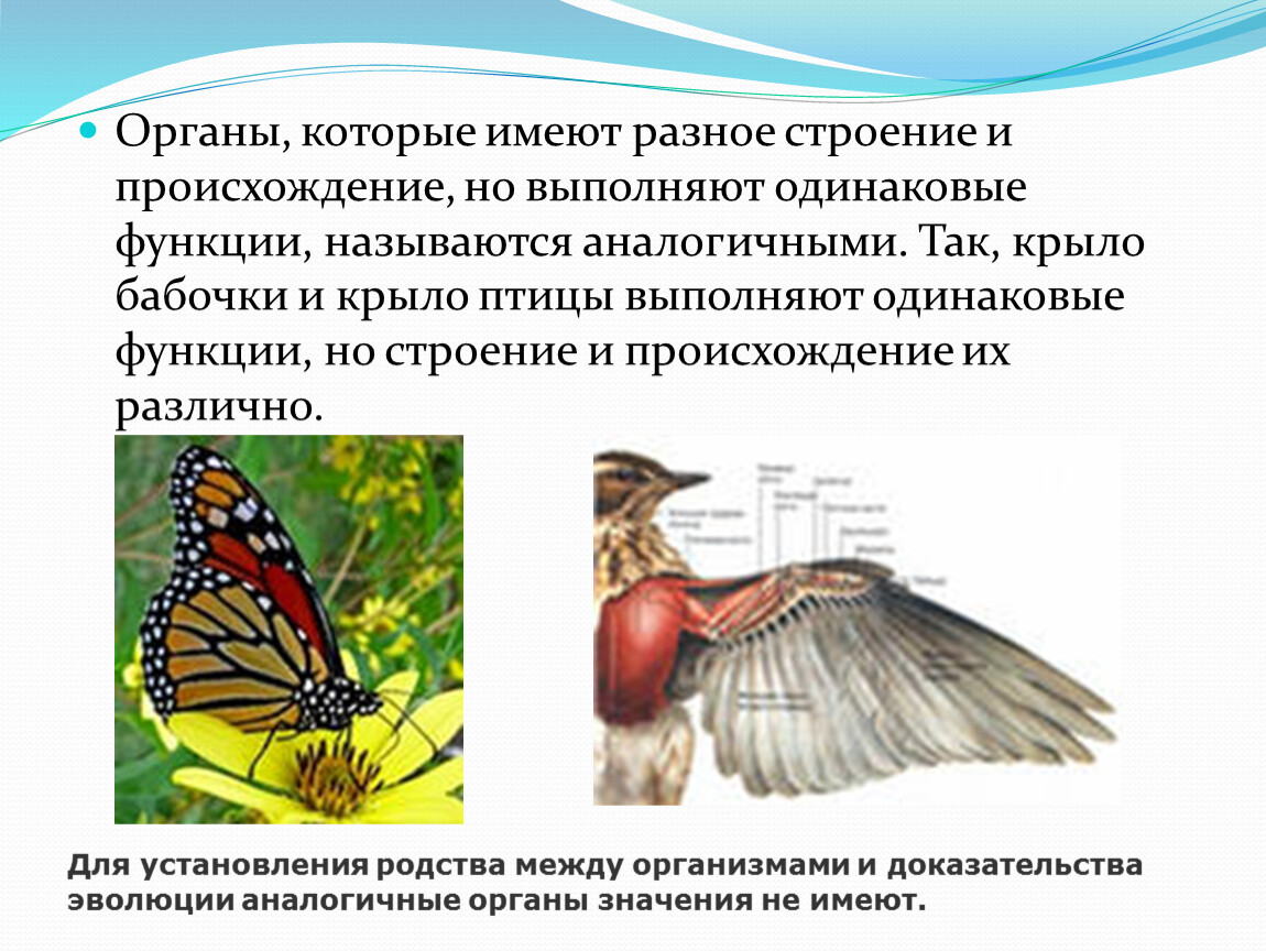 Органы имеющие сходное строение и происхождение. Аналогичные органы крыло бабочки и крыло птицы. Крылья бабочки и птицы это аналогичные. Органы бабочки и птицы. Органы имеющие Разное строение и происхождение.