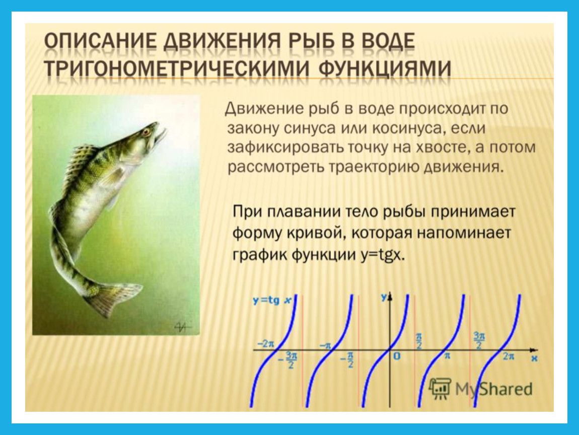 Передвижение рыб в воде. Движение рыб в воде происходит по закону синуса или косинуса. Движение рыб. Способы движения рыб. Движение рыб в воде.