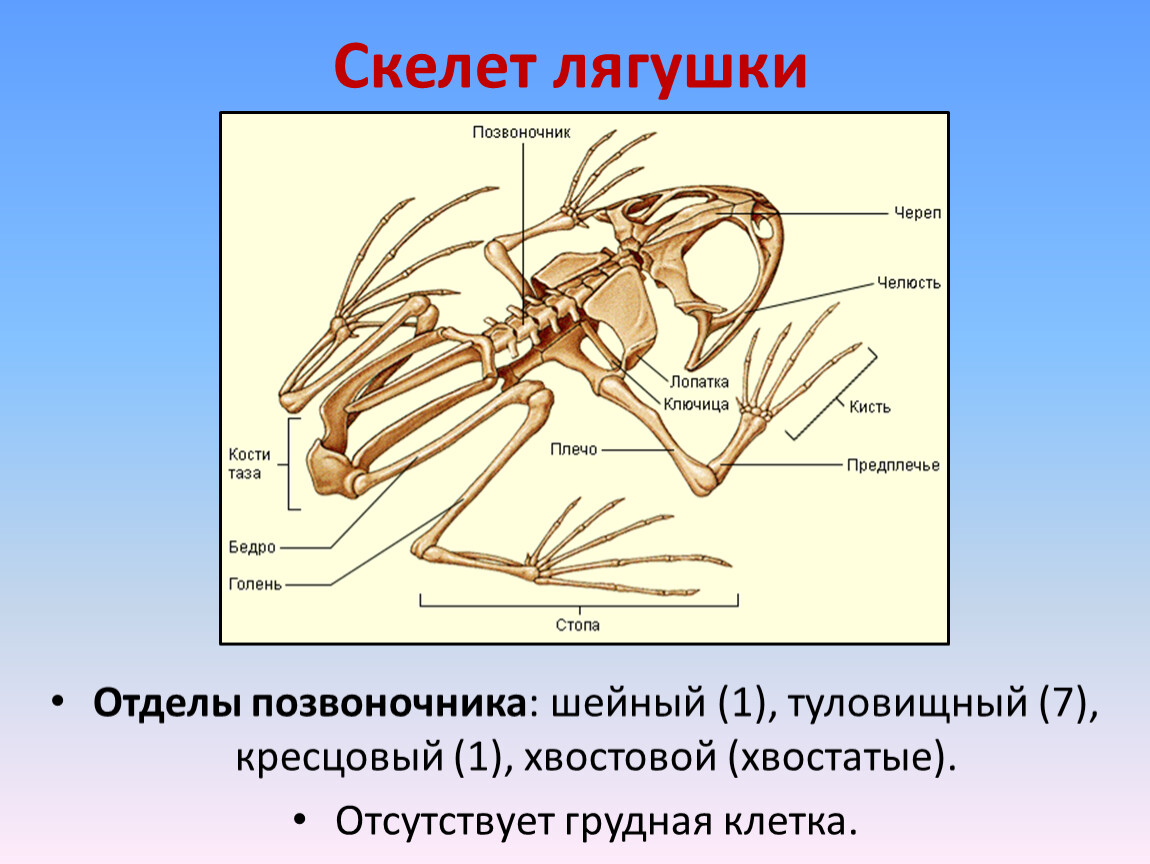Туловищный отдел скелета. Скелет лягушки кости позвоночника. Скелет лягушки шейный отдел. Скелет лягушки отделы позвоночника. Скелет земноводных отделы скелета.