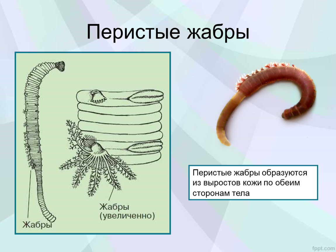 Черви тип дыхания. Перистые жабры кольчатых червей. Кольчатых червей пескожил. Дыхательная система многощетинковых червей. Органы дыхания многощетинковых червей.