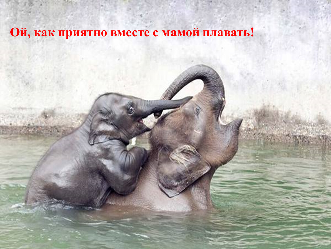 Слон купается. Мама и малыш животные. Любовь животных. Слоненок с мамой. Мамы и Детеныши.