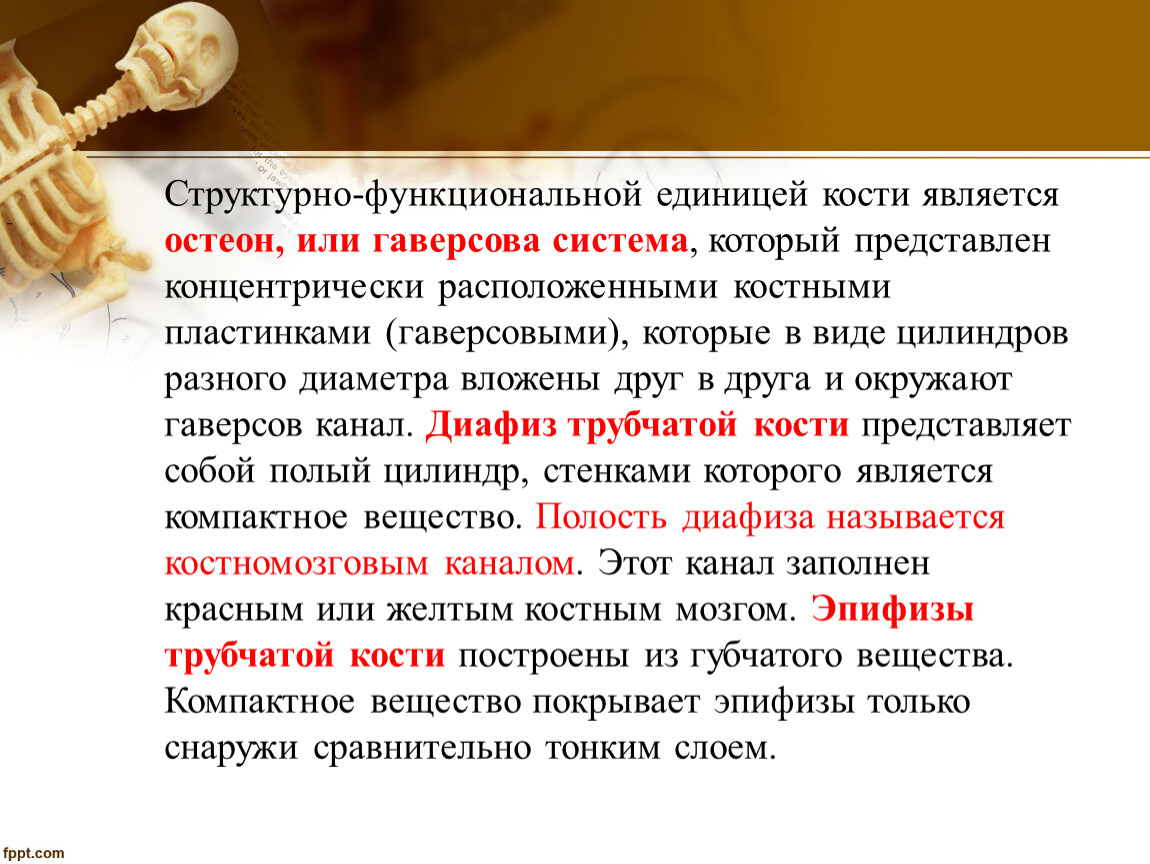 Структурной единицей кости является. Что является структурно-функциональной единицей кости. Что является структурной и функциональной единицей кости. Структурно-функциональной единицей кости является Остеон. Основная структурно-функциональная единица кости:.