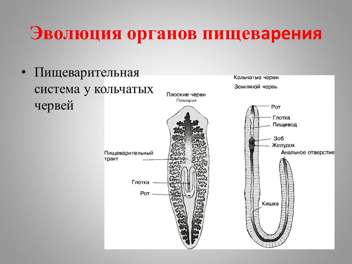 Пищеварительная система органов кольчатых червей