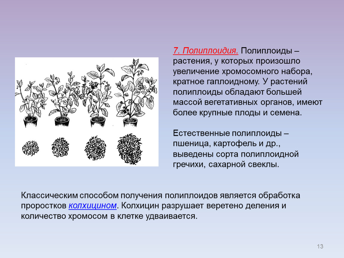 Получение полиплоидных гибридов. Полиплоидия в селекции. Полиплоидия у растений. Полиплоидные формы растений. Полиплоидия у растений и животных.