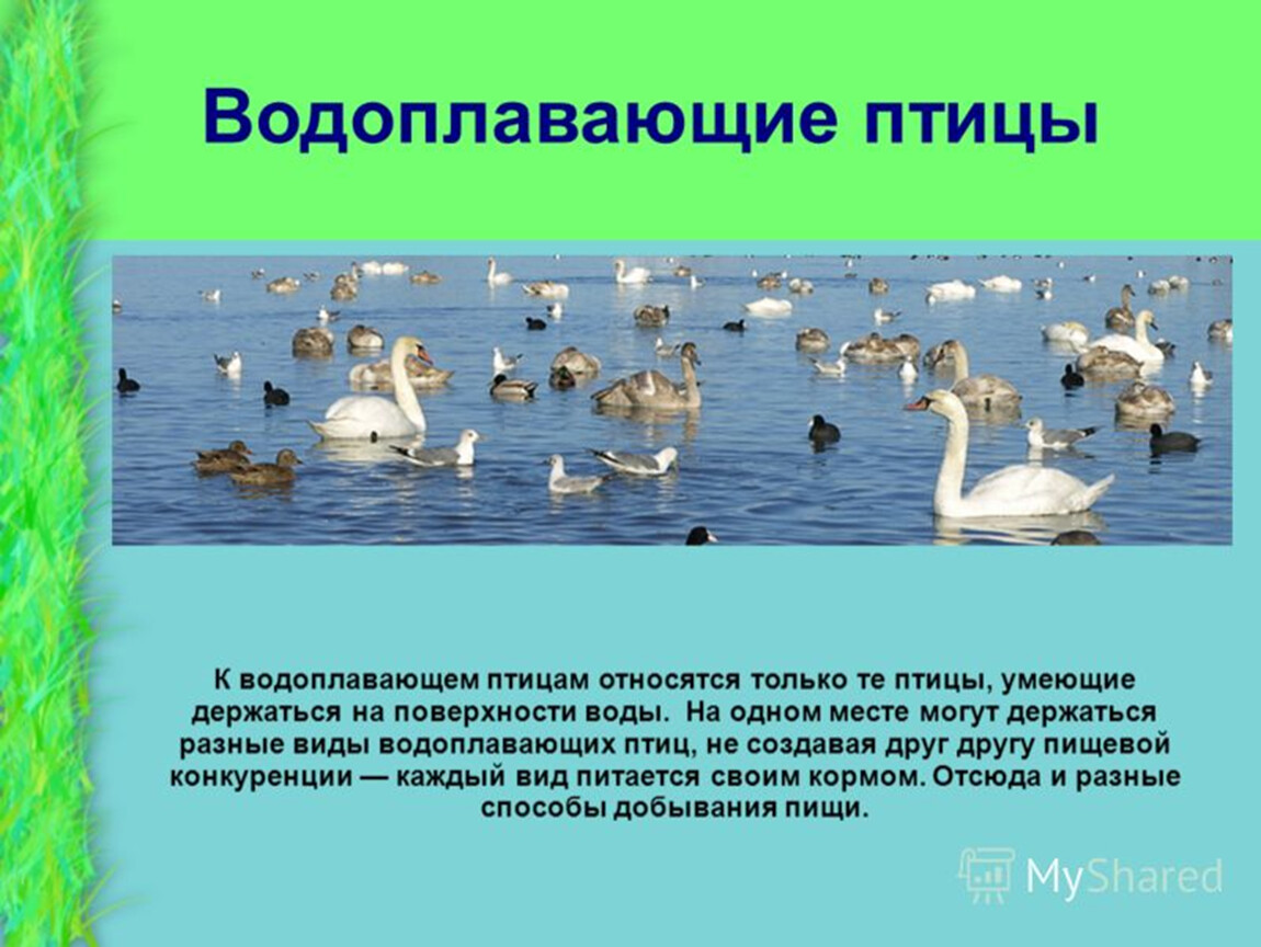 Водоплавающие жители водоема презентация