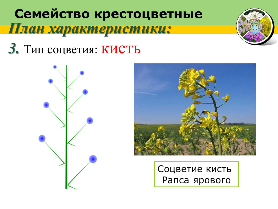 Семейство крестоцветные вегетативные органы. Внешнее строение стебля семейство крестоцветные. Крестоцветные схема. План крестоцветных. Крестоцветные кисть