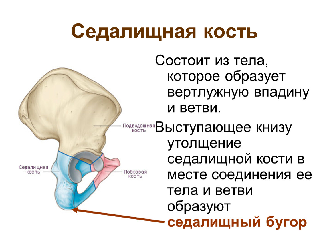 Боль в подвздошной кости. Лонная кость и седалищная кость. Строение таза седалищная кость. Анатомия седалищной кости человека. Таз строение лобковая кость.
