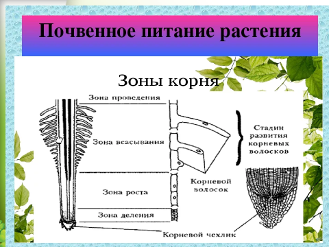 Каким образом вода попадает через корневые волоски. Минеральное питание растений схема. Почвенное Корневое питание растений. Минеральное Корневое почвенное питание растений. Схема минерального питания растений 6 класс биология.