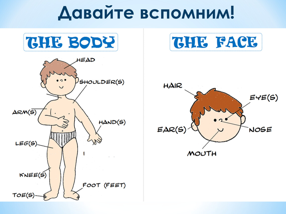 Can use the body. Части тела на английском языке для детей. Тело на английском для детей. Части тела человека на английском для детей. Тема части тела на английском.