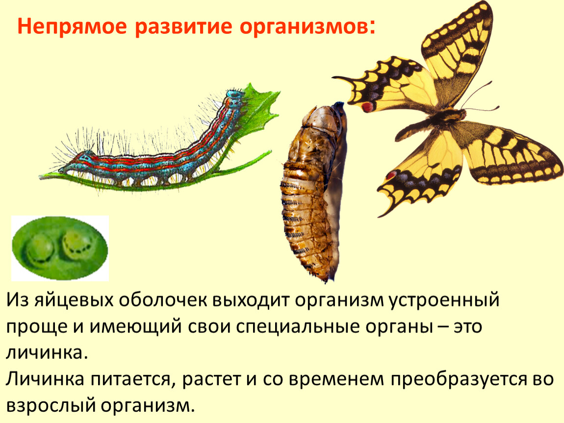 Какой тип развития характерен для бабочек. Непрямое развитие с полным метаморфозом характерно для. Непрямое постэмбриональное развитие. Тип развития бабочки прямое или Непрямое. Непрямое постэмбриональное развитие с полным метаморфозом.