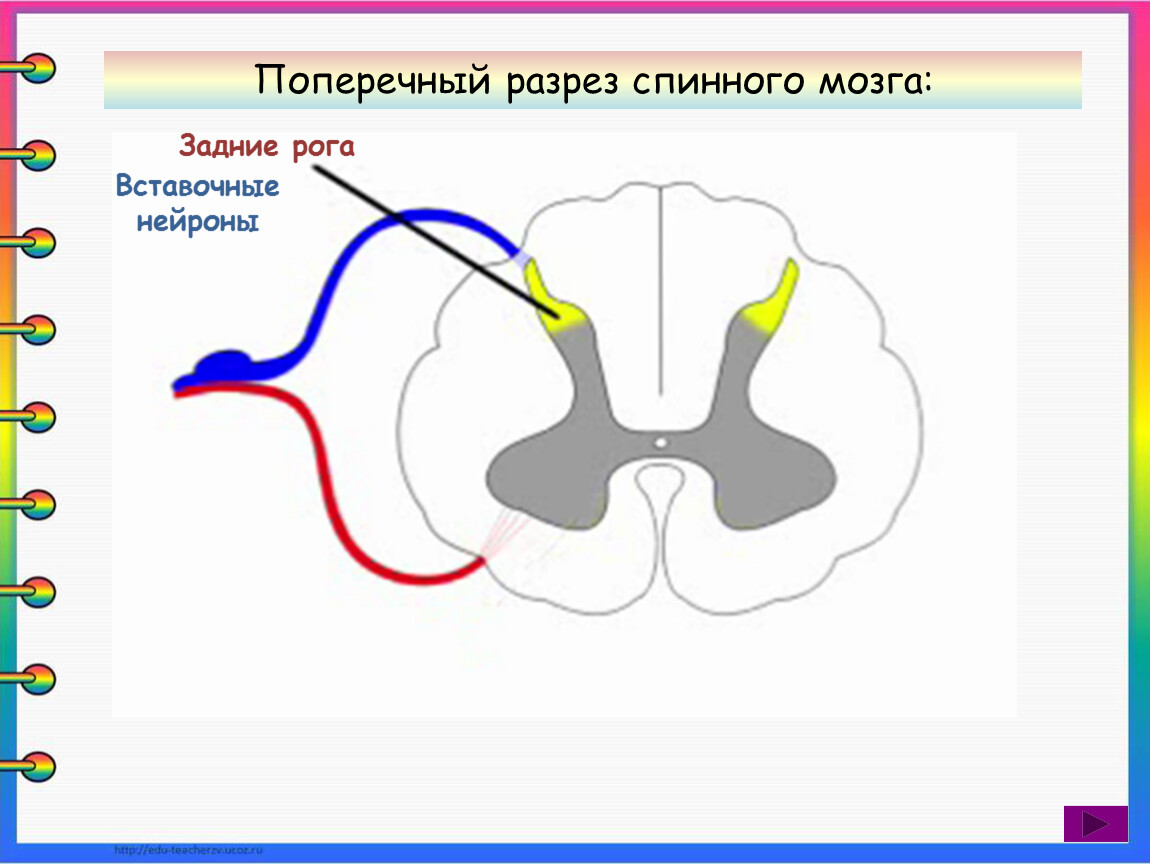 Разрез спинного мозга рисунок