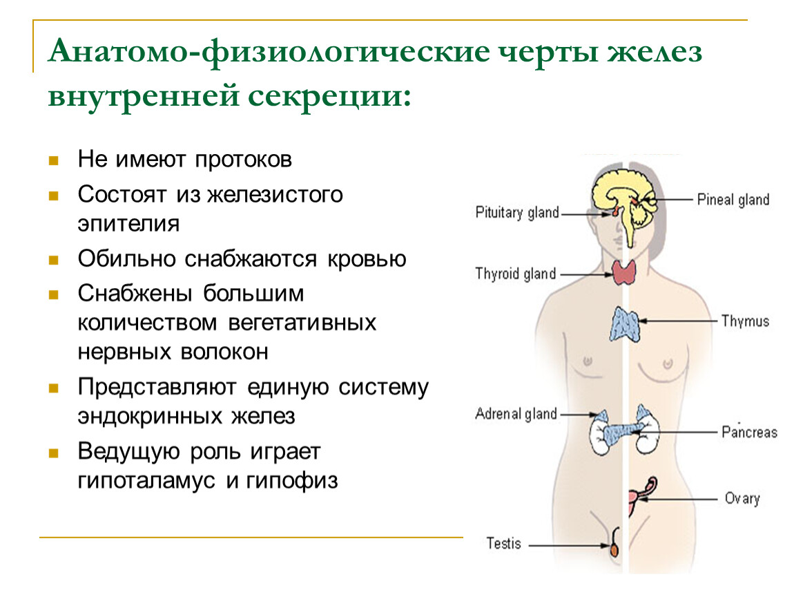 Органы внешней секреции человека. .Система желез внутренней секреции. Функции. Внутрисекреторная деятельность желез внутренней секреции. Схема функций желез внутренней секреции. Рис 59 железы внутренней секреции.
