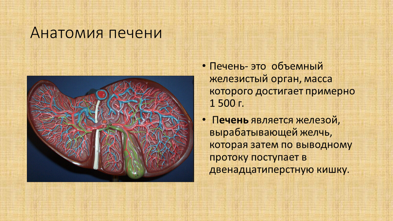 Железистые клетки печени. Печень биология. Печень анатомия. Функции печени анатомия.
