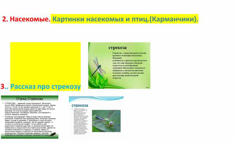 Насекомые. Картинки насекомых и птиц