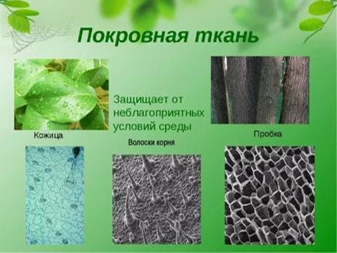 У каких растений 5 тканей. Покровная ткань древесные волокна. Покровная ткань биология 6. Покровная растительная ткань. Покровная ткань листа.