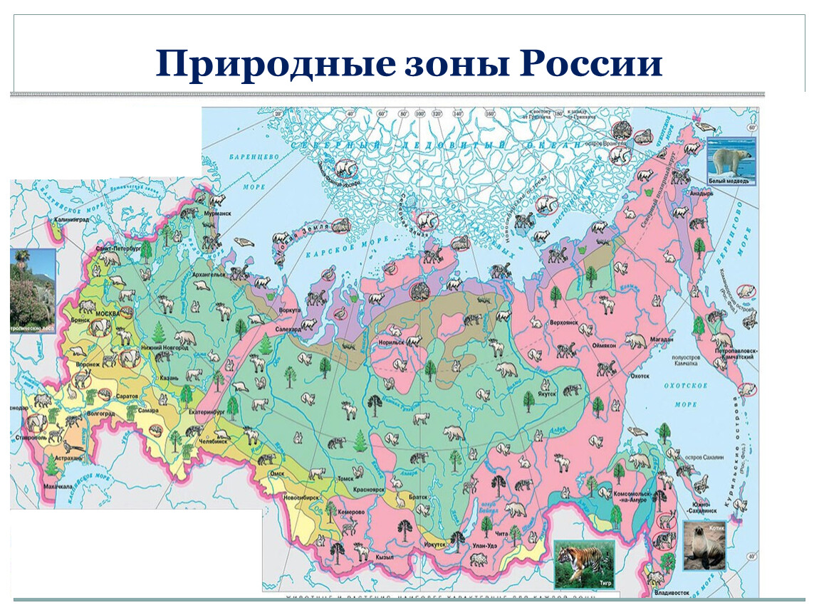 Карта природные зоны купить. Природная карта России с природными зонами. Природные зоны растения и животные России карта. Карта природных зон России с животными.