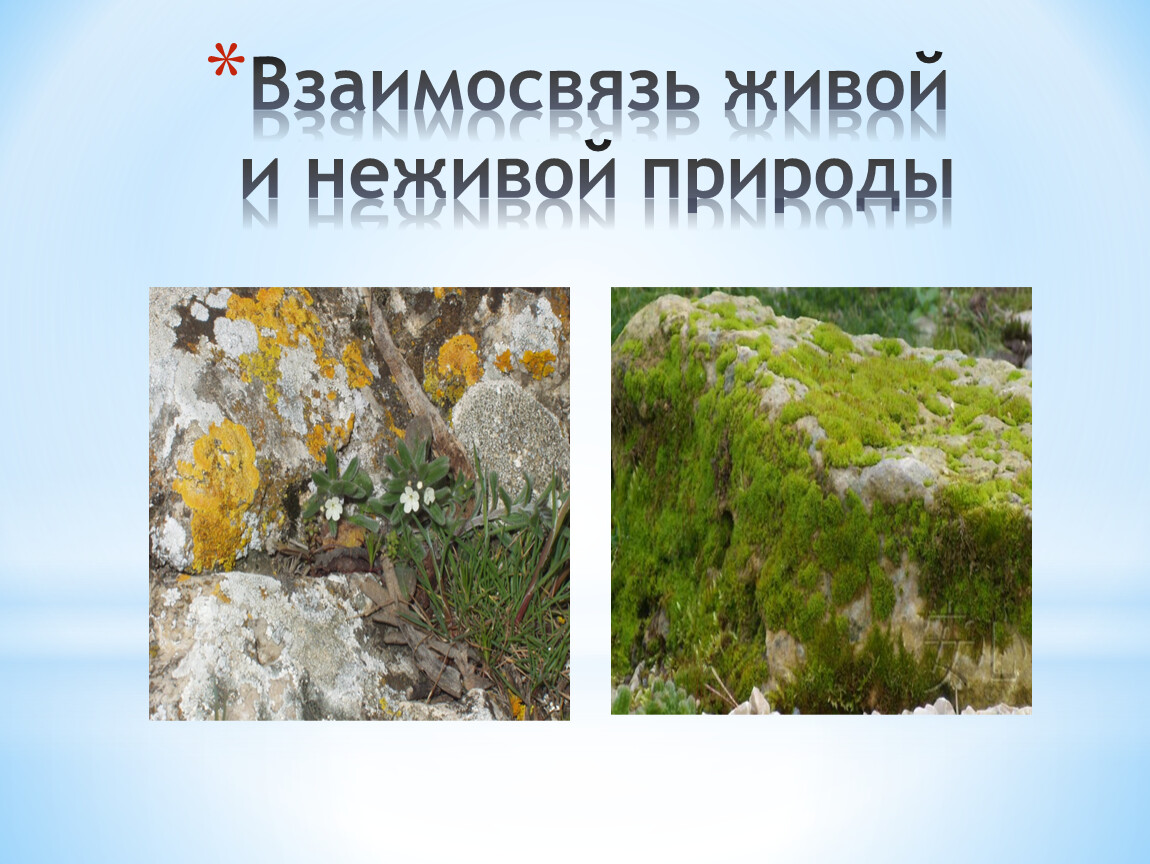 Взаимосвязь живой и неживой природы. Взаимо связь живой и неживой природы. Взаимосвязь живой и неживой природы 5 класс. Взаимосвязь живой и неживой природы фото.