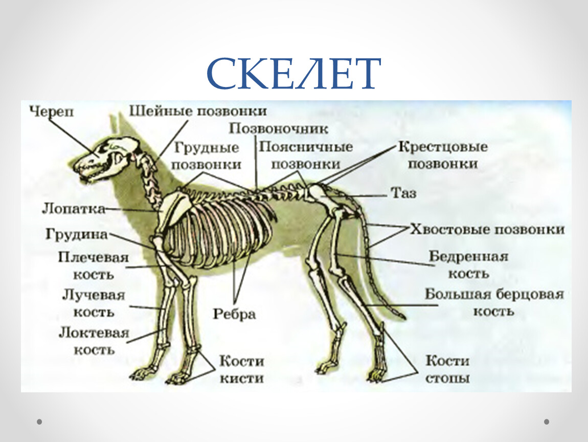 Особенности внутреннего скелета. Строение скелета млекопитающих 7 класс биология. Опорно двигательная система скелет собаки. Внешнее строение и опорно двигательная система млекопитающих. Опорно двигательная система млекопитающих 7 класс.