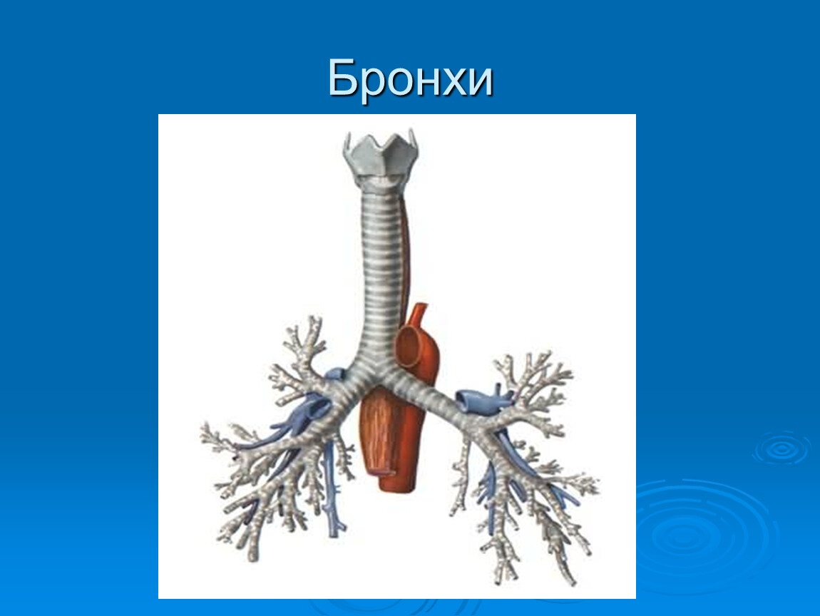 Бронхи. Бронхи человека. Бронхи презентация. Картинка бронхов.