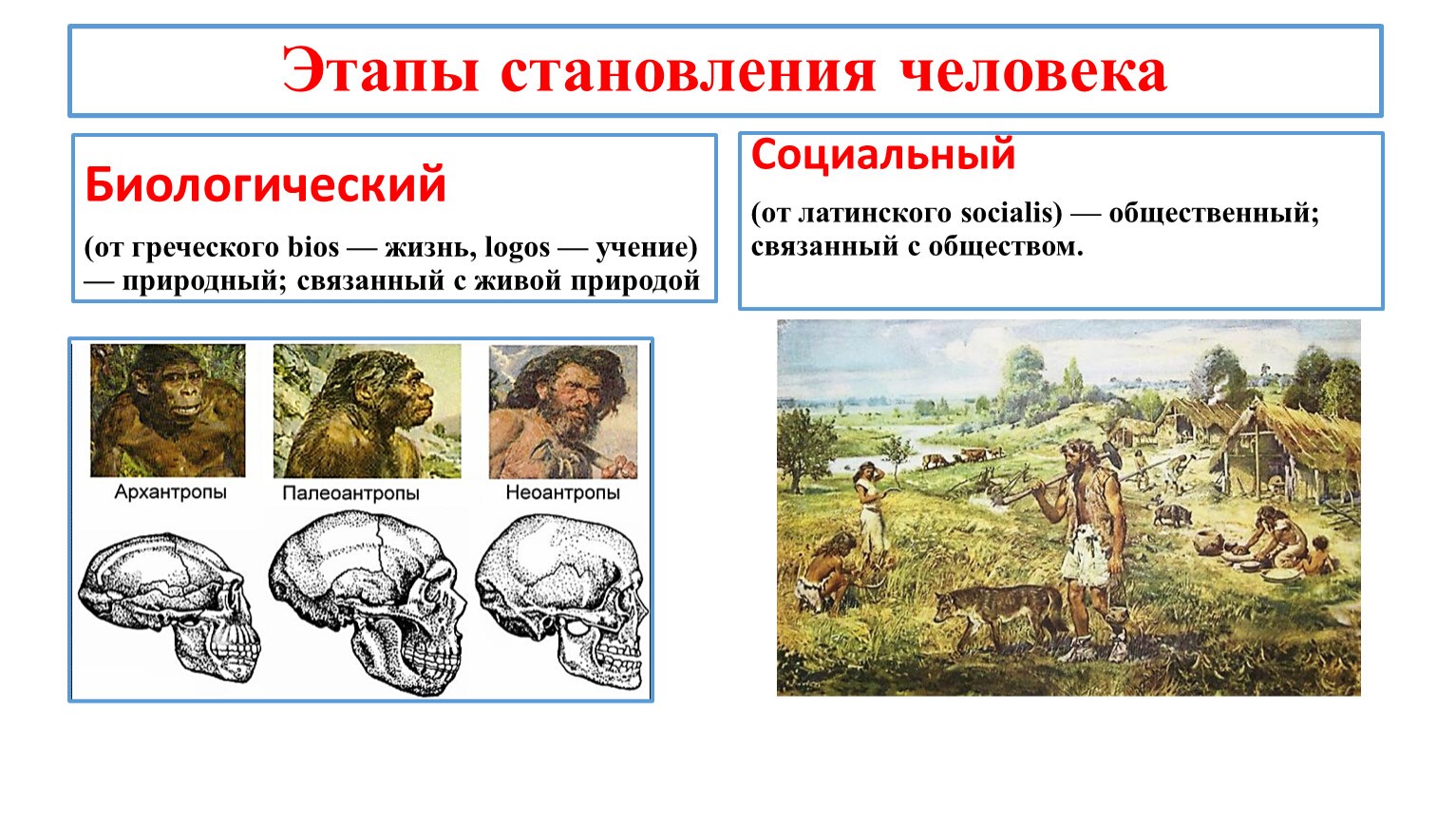 Принадлежность к двум мирам 6 класс Обществознание. Становление человека. Общие черты человека с животным миром Обществознание 6 класс. Этапы становления в профессии.