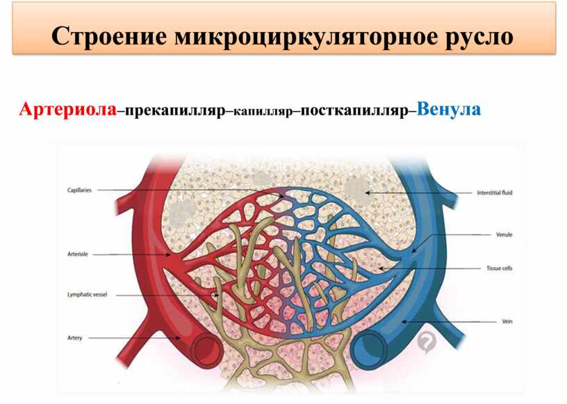 Венулы строение стенки