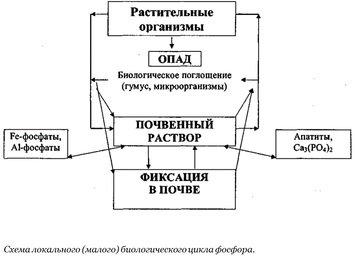 Цикл железа. Круговорот марганца в природе схема. Круговорот марганца в природе. Биогеохимический цикл марганца. Биогеохимический цикл железа.