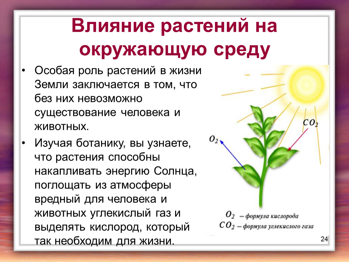 В чем заключается процесс развития для растения. Влияние окружающей среды на растения. Влияние растений на окружающую среду. Влияние среды на растения. Влияние человека на растения.