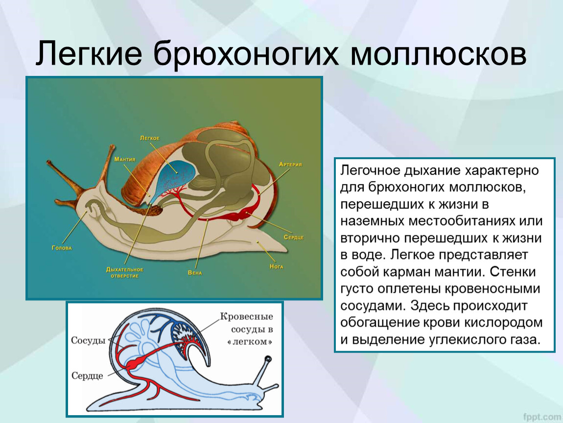 Для всех моллюсков характерно. Дыхание брюхоногих моллюсков. Органы дыхательной системы брюхоногих моллюсков. Дыхательная система внутреннее строение брюхоногие. Тип моллюски класс брюхоногие системы органов.