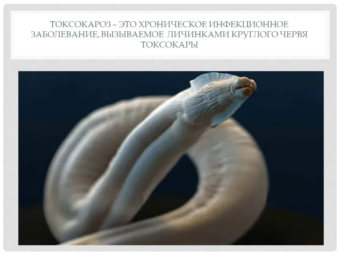 Токсокары(Toxocara canis, Toxocara mystax).