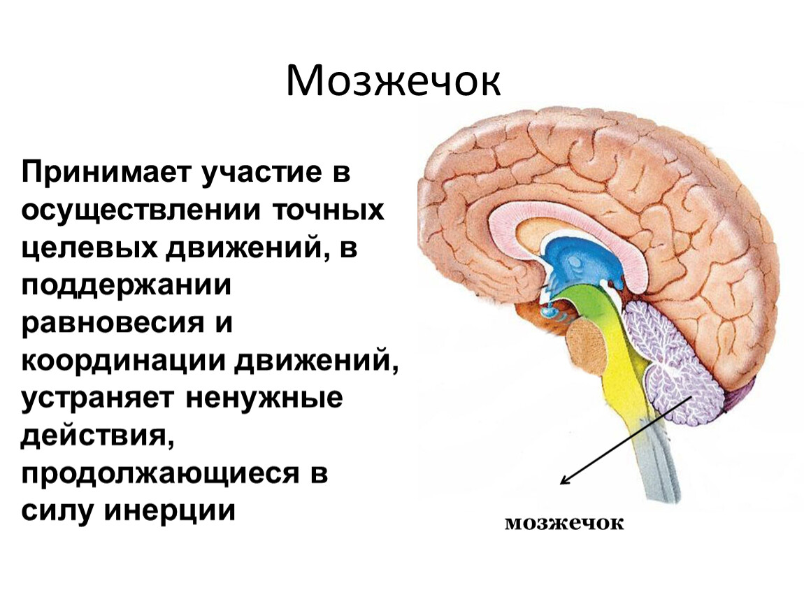 Отдел головного мозга обеспечивающий координацию движений