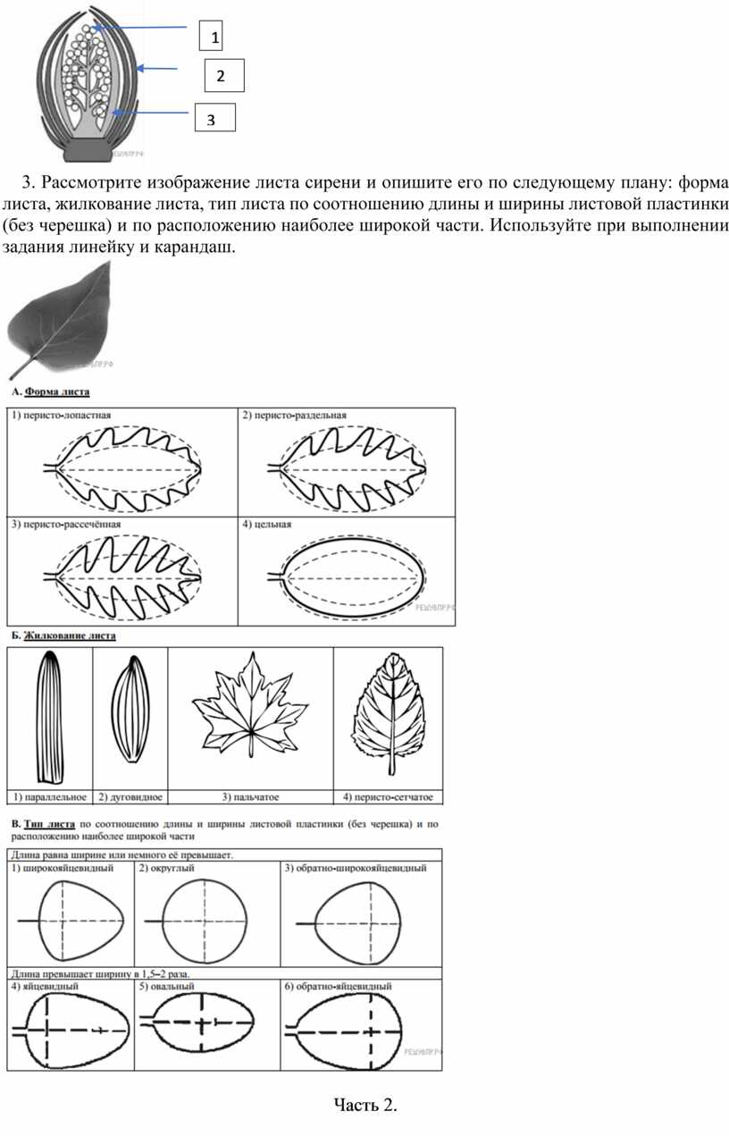 Форма листа сирени по биологии 6