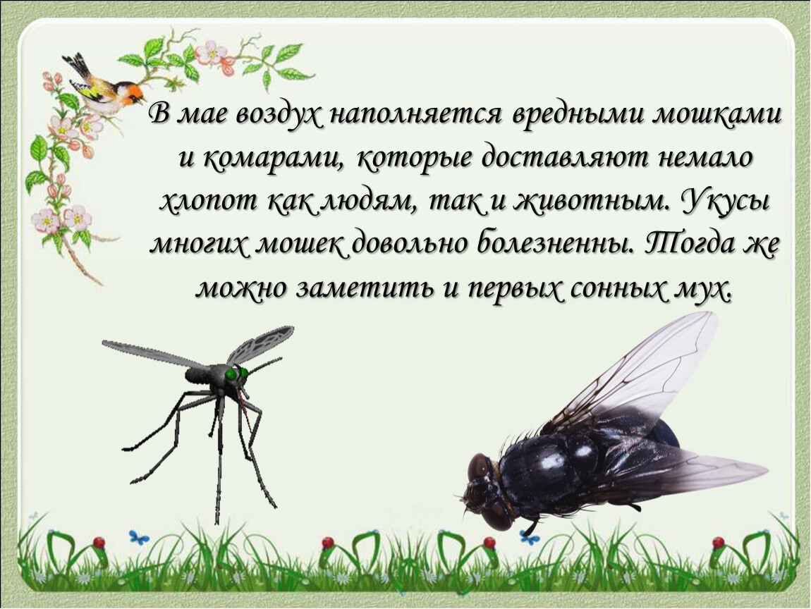 Жизнь насекомых весной. Комары и мошки. Стихотворение про мошку.