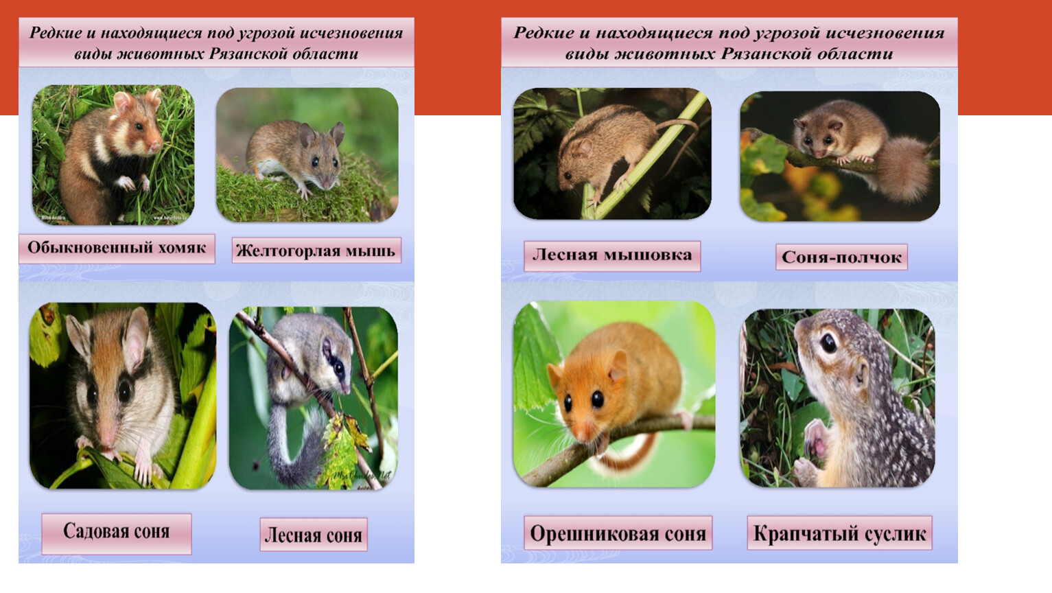 Животные красной книги Рязанской области фото и описание