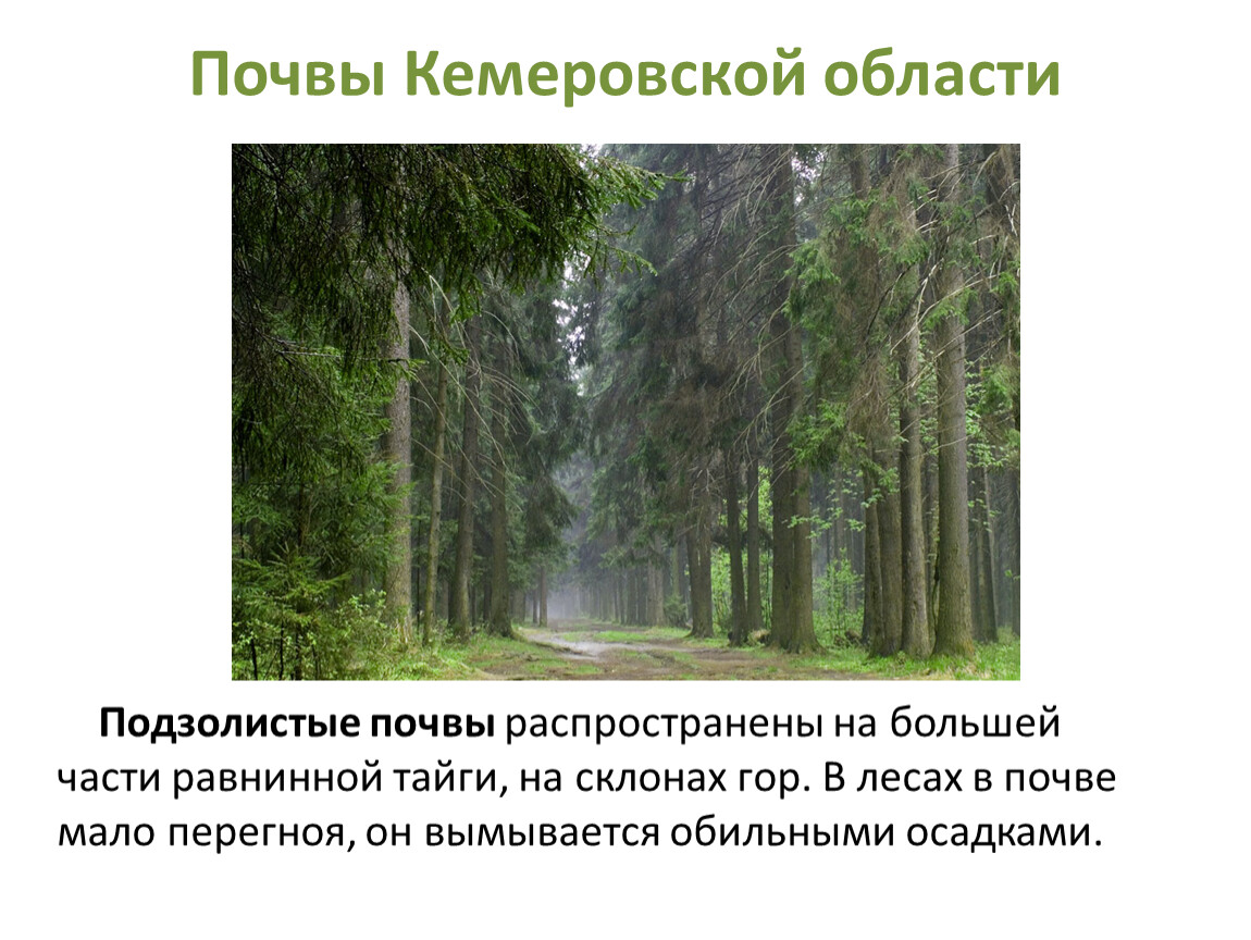 Кемеровская область 4 класс. Основные сведения о почвах Кемеровской области кратко. Почвы Кемеровской области кратко. Типы почв Кемеровской области. Сведения о почвах Кемеровской области.