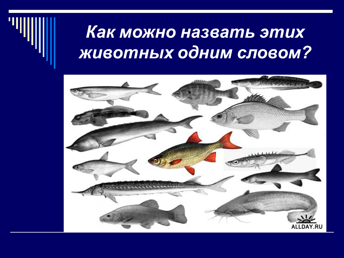 Рыбы примеры 3 класс. Рыбы 2 класс. Рыбы окружающий мир 2. Рыбы 2 класс окружающий мир. Рыбы презентация 1-2 класс.