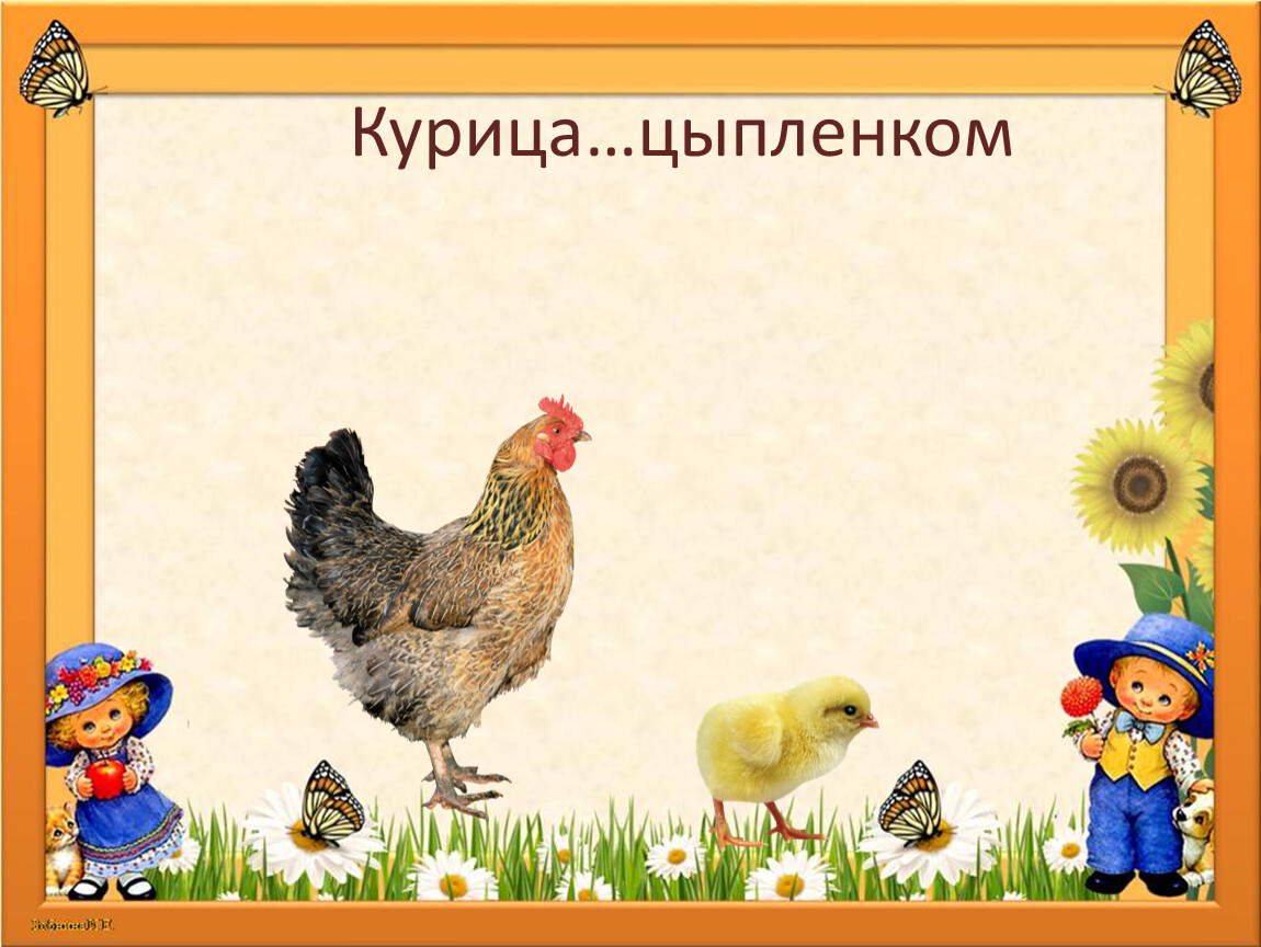 Этапы развития курицы для дошкольников. Курица и цыплята рассказ. Петух или курица игра. Курица петух или цыпленок игра.