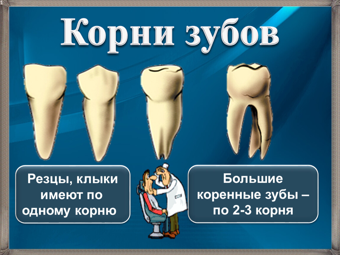 Корень зуба клык. Размер зуба с корнем.