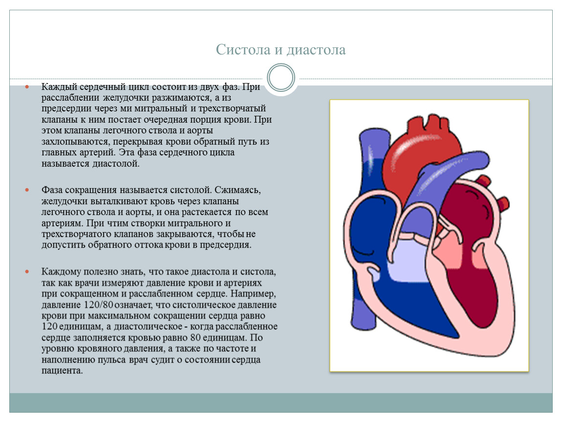 Схема систолы и диастолы